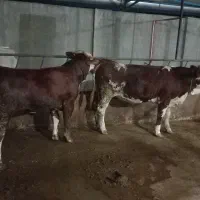 گوساله سمینتال و هلشتاین..