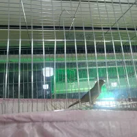 قناری نر مست مست شلاقی|پرنده|تهران, شهرک طالقانی|دیوار