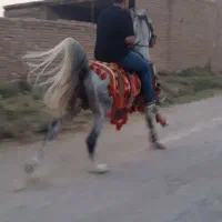 اسب کرد