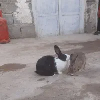 خرگوش ابست  مرغ وخروس لاری
