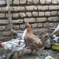 مرغ و خروس گلین|حیوانات مزرعه|مشهد, شهید شهریاری|دیوار
