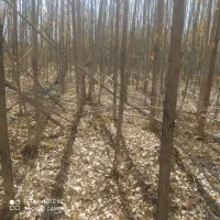 چوب گلخا نه ای شلاقی|خدمات باغبانی و درختکاری|اصفهان, شهشهان|دیوار