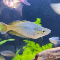 ماهی رمبو بوسمانی و رمبو پارکینسون بالغ سه بند