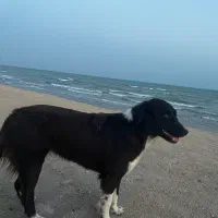 گمشدها