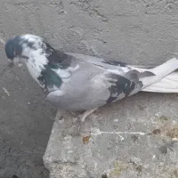 کبوتر قارایی|پرنده|بروجن, |دیوار