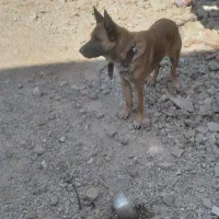 سگ ژرمن|سگ|پاکدشت, پاکدشت (مامازند)|دیوار