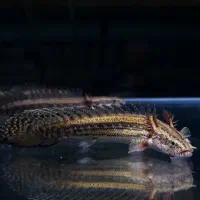 ماهیان وارداتی آرتاویل ماهی|ماهی|اردبیل, |دیوار