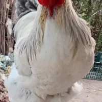 خروس برهمالایت|حیوانات مزرعه|آستانه اشرفیه, |دیوار