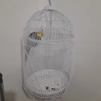 عروس هلندی سخن گو