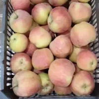 فروش سیب|عمدهفروشی|نقده, |دیوار