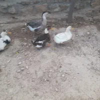 اردک و غاز|حیوانات مزرعه|سرپل ذهاب, |دیوار