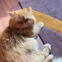 گربه برای جفت گیری|گربه|بندرعباس, |دیوار