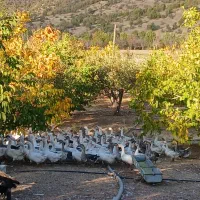 فروش غازدورگه صدرصد محلی|حیوانات مزرعه|بانه, |دیوار