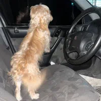 واگذاری شیتزو‌تریر