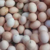 تخم مرغ مرغ محلی