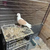 کبوتر کفتر پشت زرد|پرنده|شیروان (خراسان), |دیوار