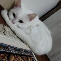 گربه پرشین|گربه|تبریز, |دیوار