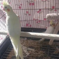 جوجه عروس هلندی