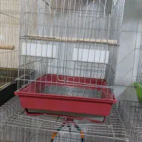 قفس و دان پرندگان زینتی|لوازم جانبی حیوانات|زنجان, |دیوار