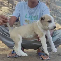 سگ آلابای درشت توله|سگ|زاهدان, |دیوار