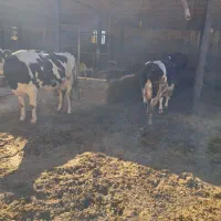 گاو هلشتاین درجه یک با گوساله|حیوانات مزرعه|قره چای, |دیوار