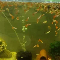 گوپی مولی دمشمشیری پرت پلار|ماهی|پاکدشت, پاکدشت (مامازند)|دیوار