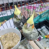 عروس هلندی یک ماهه قابلیت تعلیم و تربیت|پرنده|گلستان (تهران), |دیوار