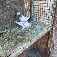 یه جفت پاکستانی