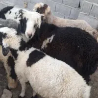 بره نر .قوچ چاق