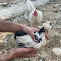 ترکیبی نژاد گلین و برهما