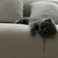 بچه گربه بریتیش|گربه|تهران, اسفندیاری|دیوار