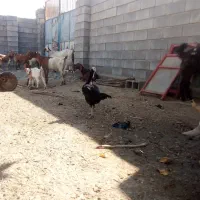 مرغ لاری|حیوانات مزرعه|شمیل, |دیوار