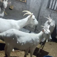 شیر بزز