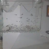 بچه گوپی