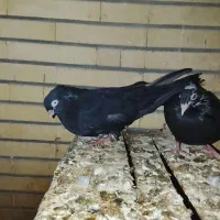 کبوتر گم شده