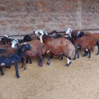 میش وبره شیشک