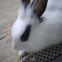 خرگوش