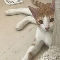 واگذاری گربه