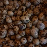 تخم بلدرچین نطفه دار سنگین