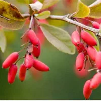 زرشک خراسان جنوبی|خوردنی و آشامیدنی|تهران, مولوی|دیوار
