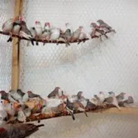 فنج بالغ خانگی|پرنده|رفسنجان, |دیوار