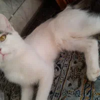 گربه پرشین