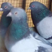 کبوتر سبز کاغذی پرشی( سبز گچی)