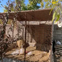 قفس بزرگ|لوازم جانبی حیوانات|ارومیه, |دیوار