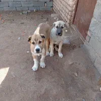 توله سگ سرابی