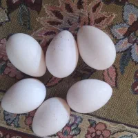 تخم بوقلمون