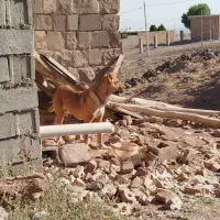 سگ فروشی|سگ|جلگه رخ, |دیوار