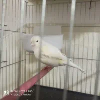 قناری دوتا ماده دوتا نر