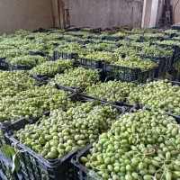 آبغوره بناب