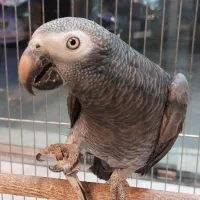 طوطی کاسکو مغازه دار